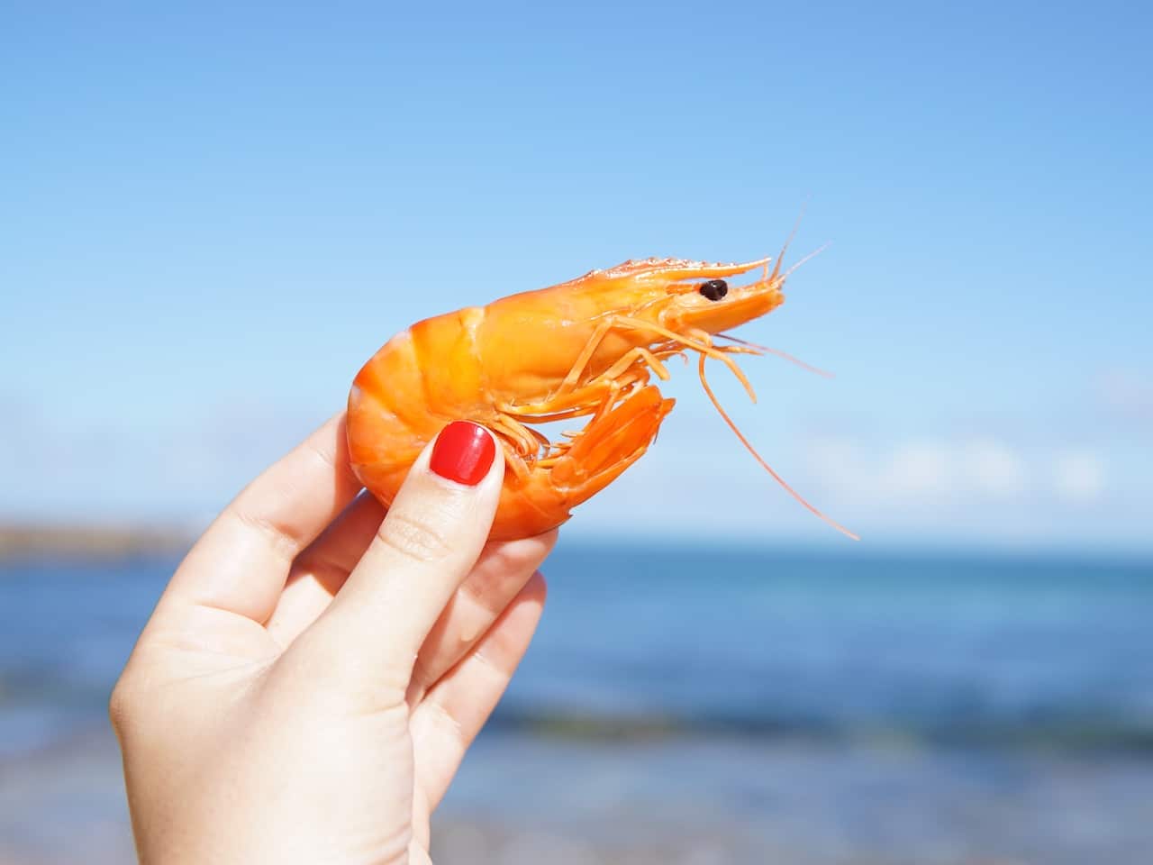 El valor nutricional en gambas es muy positivo: bajo en calorías y muchas proteínas.