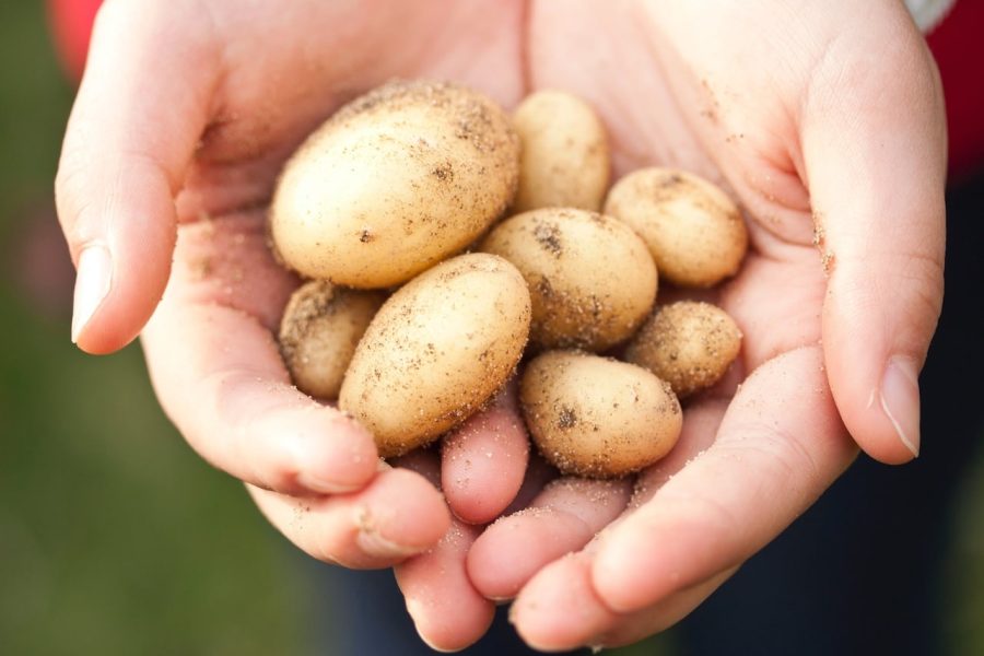 Tipos de patatas: para freír, para guisos y para tortilla