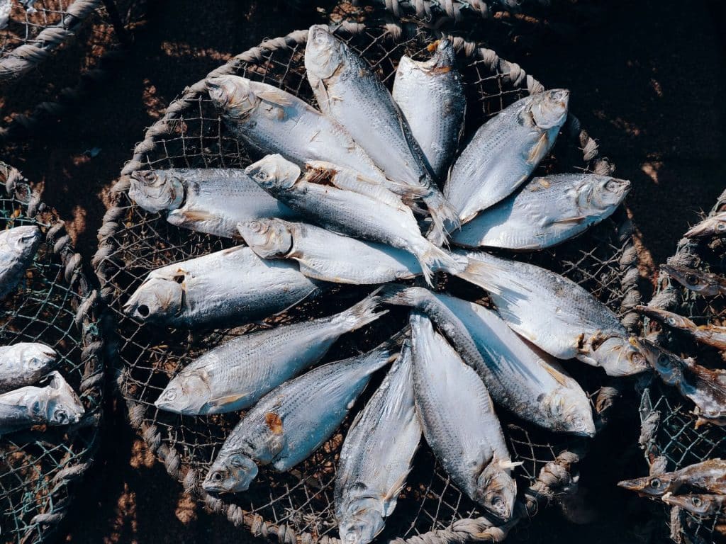 Pescados para conservas de pescados